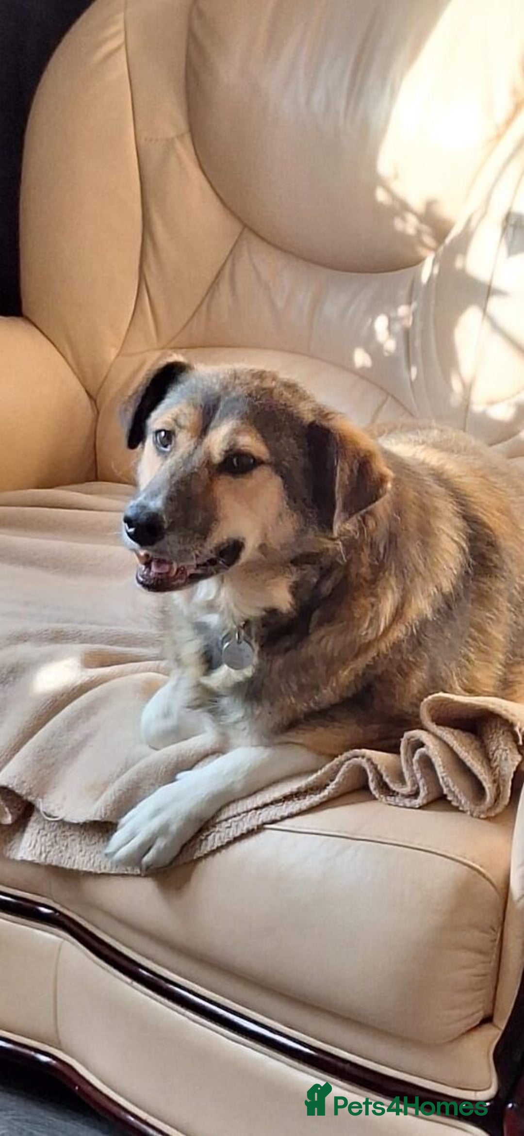 Mixed Breed dogs for adoption: Lovely Zoe - Advert 4