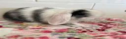 Mini Lop rabbits for sale: Stunning litter of mini lops READY NOW - Advert 8