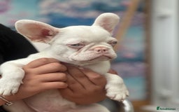 French Bulldog dogs for sale: French bulldog puppies  - Image 22