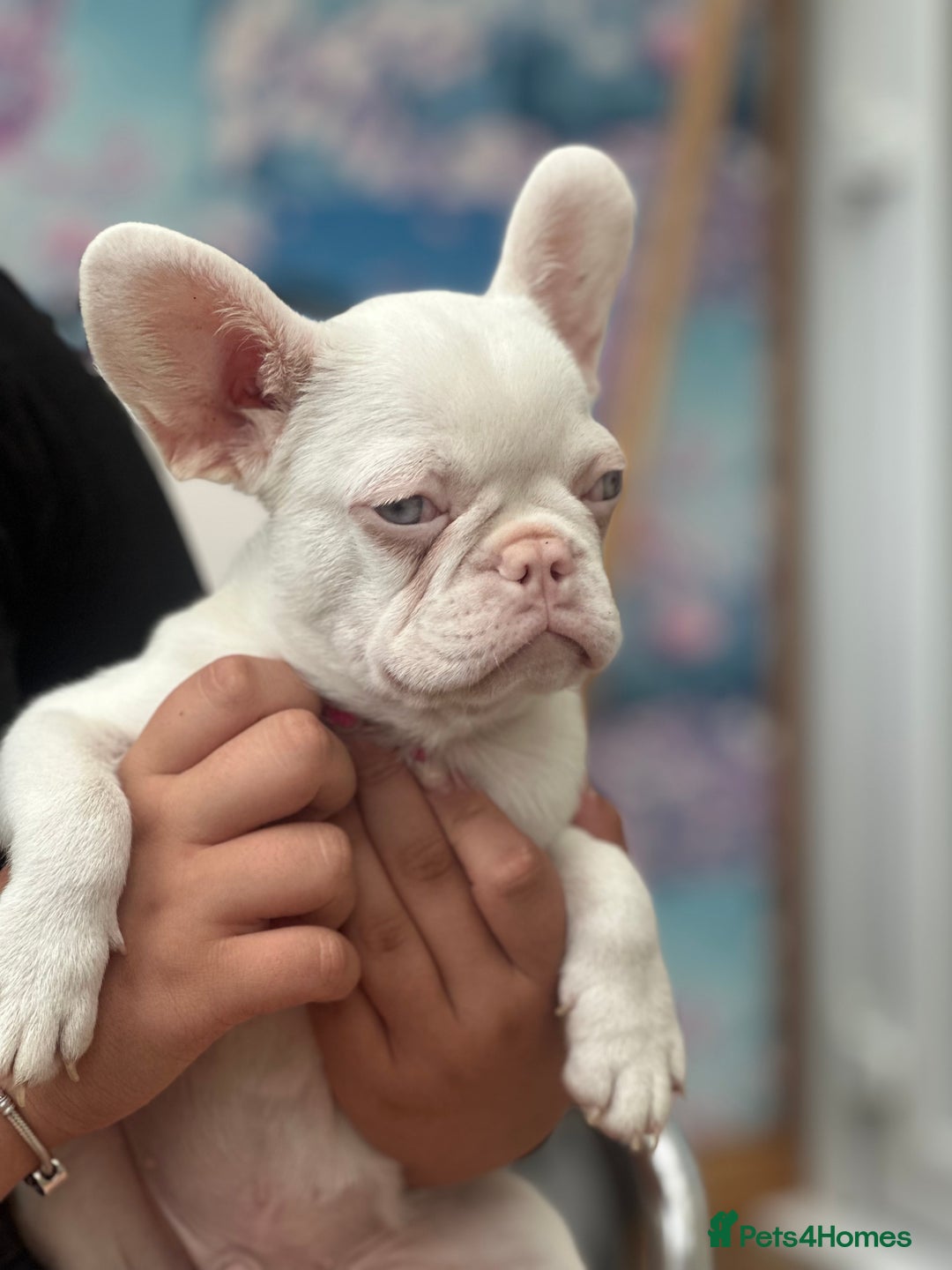 French Bulldog dogs for sale: French bulldog puppies  - Image 22