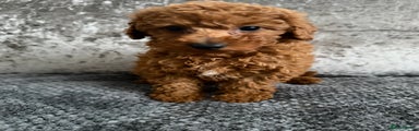 Toy Poodle Puppy 1