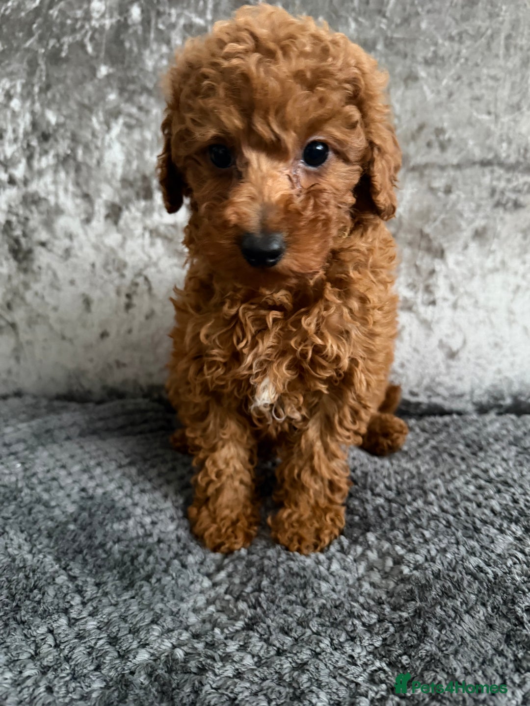 Toy Poodle dogs for sale: TOY POODLE PUPS   - Advert 3