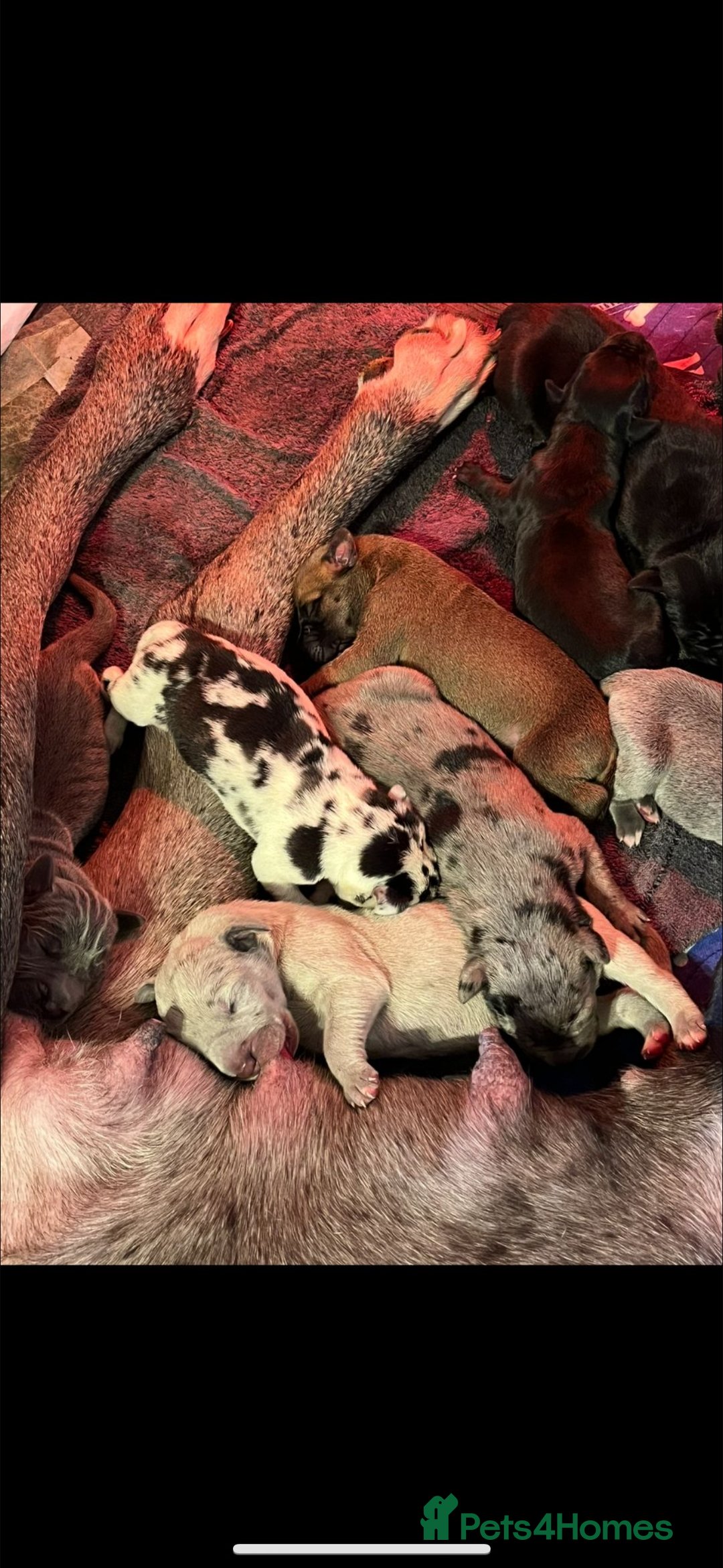 Great Dane dogs for stud: FULLY HEALTH TESTED CHAMPION LINE SOLID BLACK BOY - Advert 13