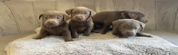 Labrador Retriever dogs for sale: Stunning silver Labradors ready now  - Advert 26