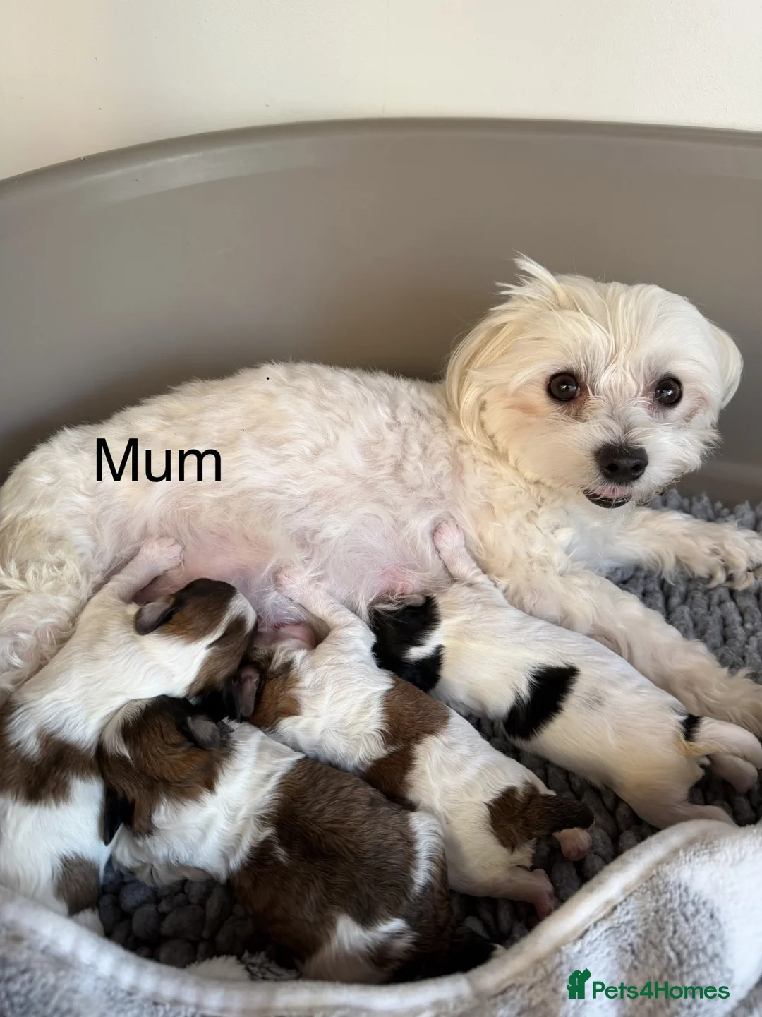 Maltipoo dogs for sale: Stunning Maltipoo Puppies - Advert 2
