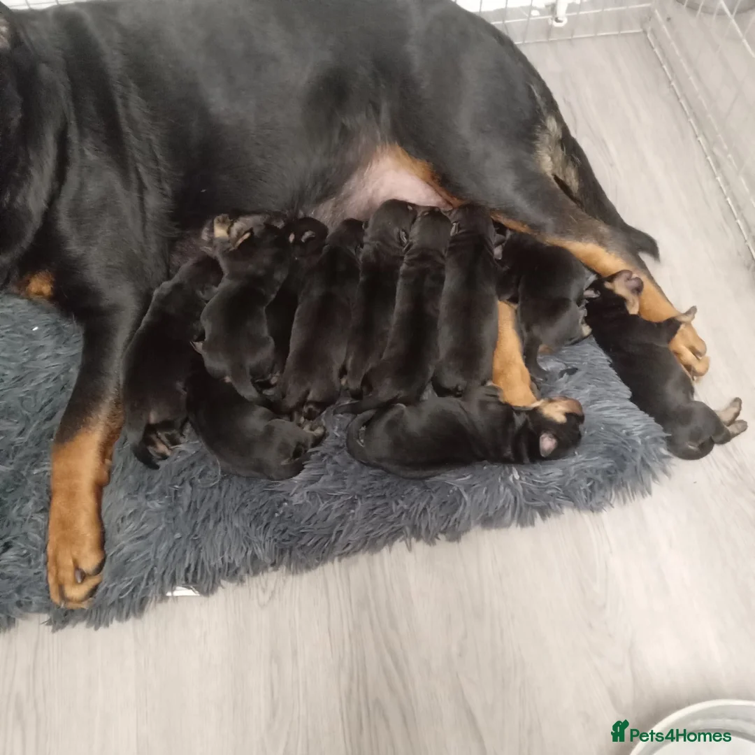 Rottweiler dogs for sale: Half Serbian Half German Rottweiler - Advert 2