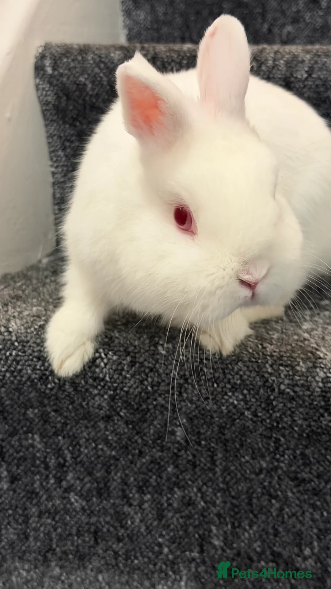 Dwarf Hotot rabbits for sale: Rabbit needs rehoming  - Advert 3
