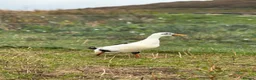 Ducks poultry for sale: 6x Pure breed Magpie duck hatching eggs  in Isle of Gigha - Advert 1