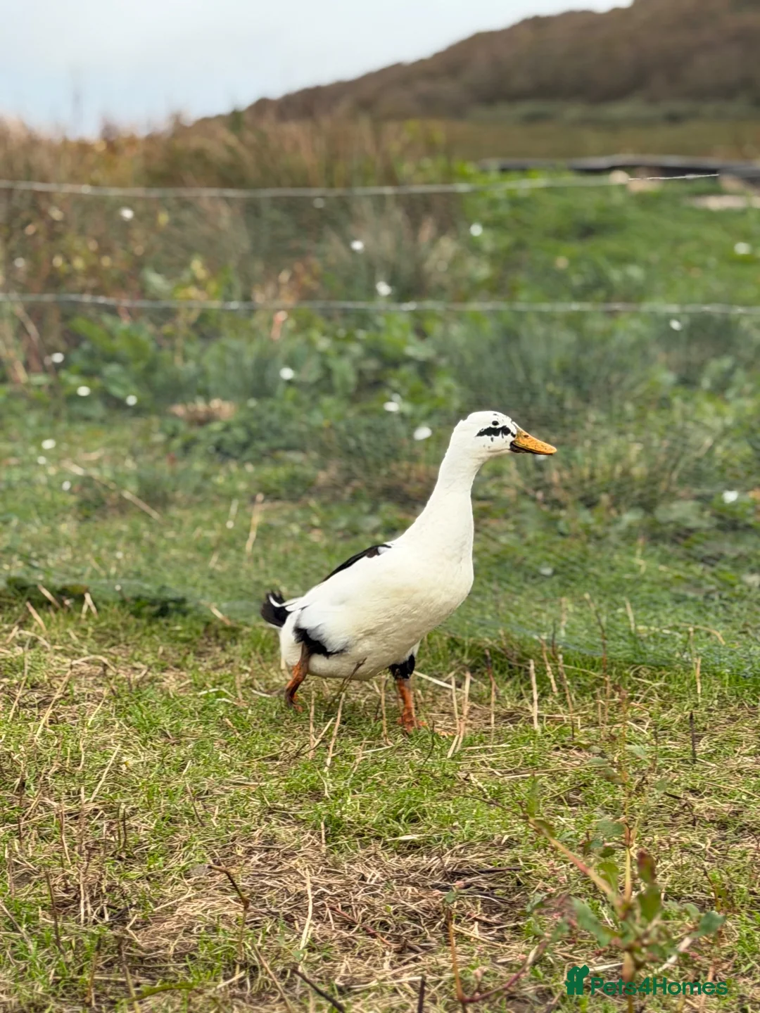 Ducks poultry for sale: 6x Pure breed Magpie duck hatching eggs  in Isle of Gigha - Advert 1