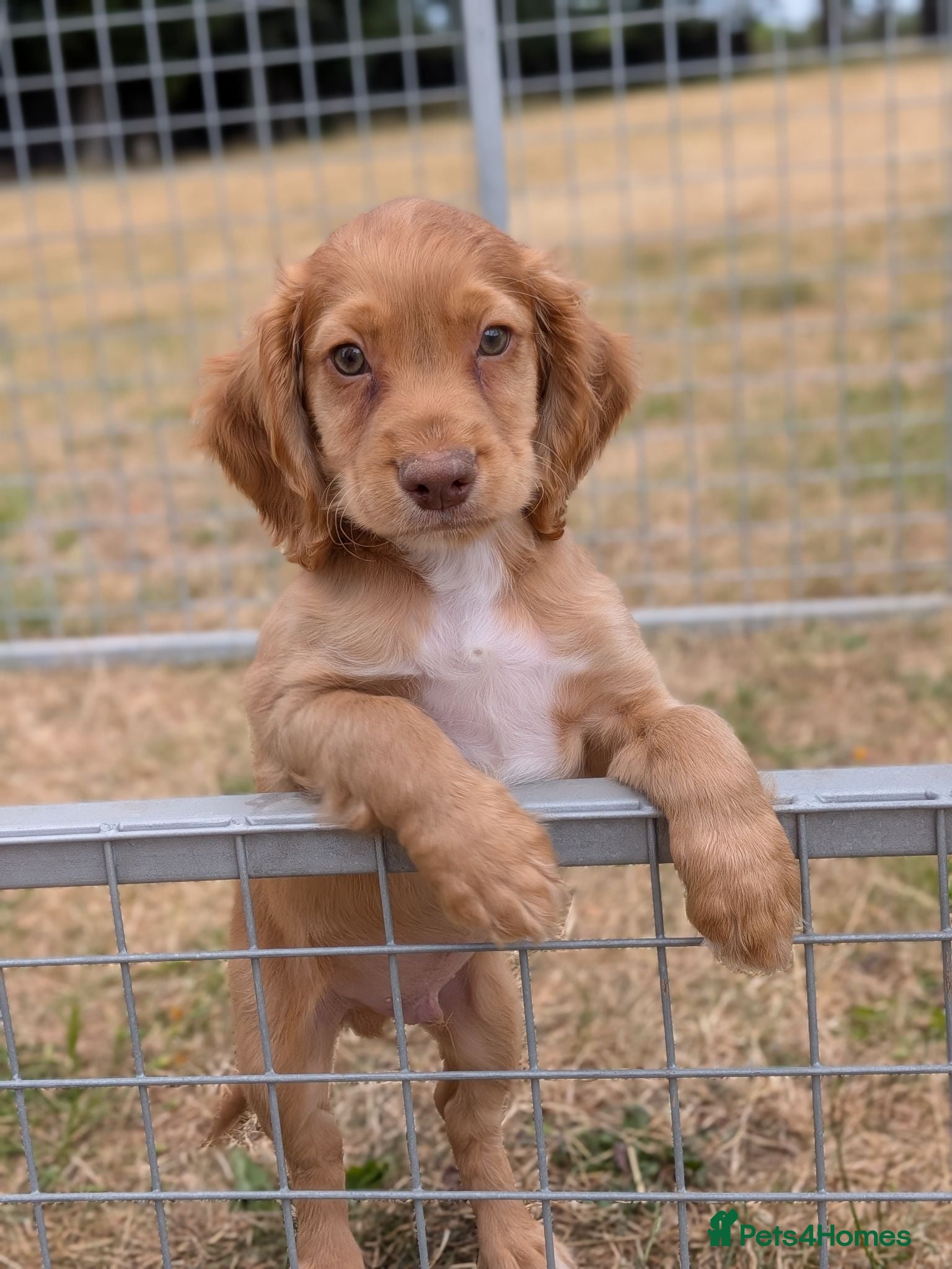 Cocker Spaniel dogs Champion working pedigree Gold/Red Cocker Spaniels - Advert 1