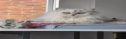 Persian cats for sale: Persian Chinchilla Kittens READY for Loving Homes - Advert 12