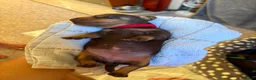 Miniature Dachshund dogs for sale: 6 chocolate and tan dachshunds  - Advert 8