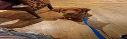 Labrador Retriever dogs for sale: Sad sale - Advert 4