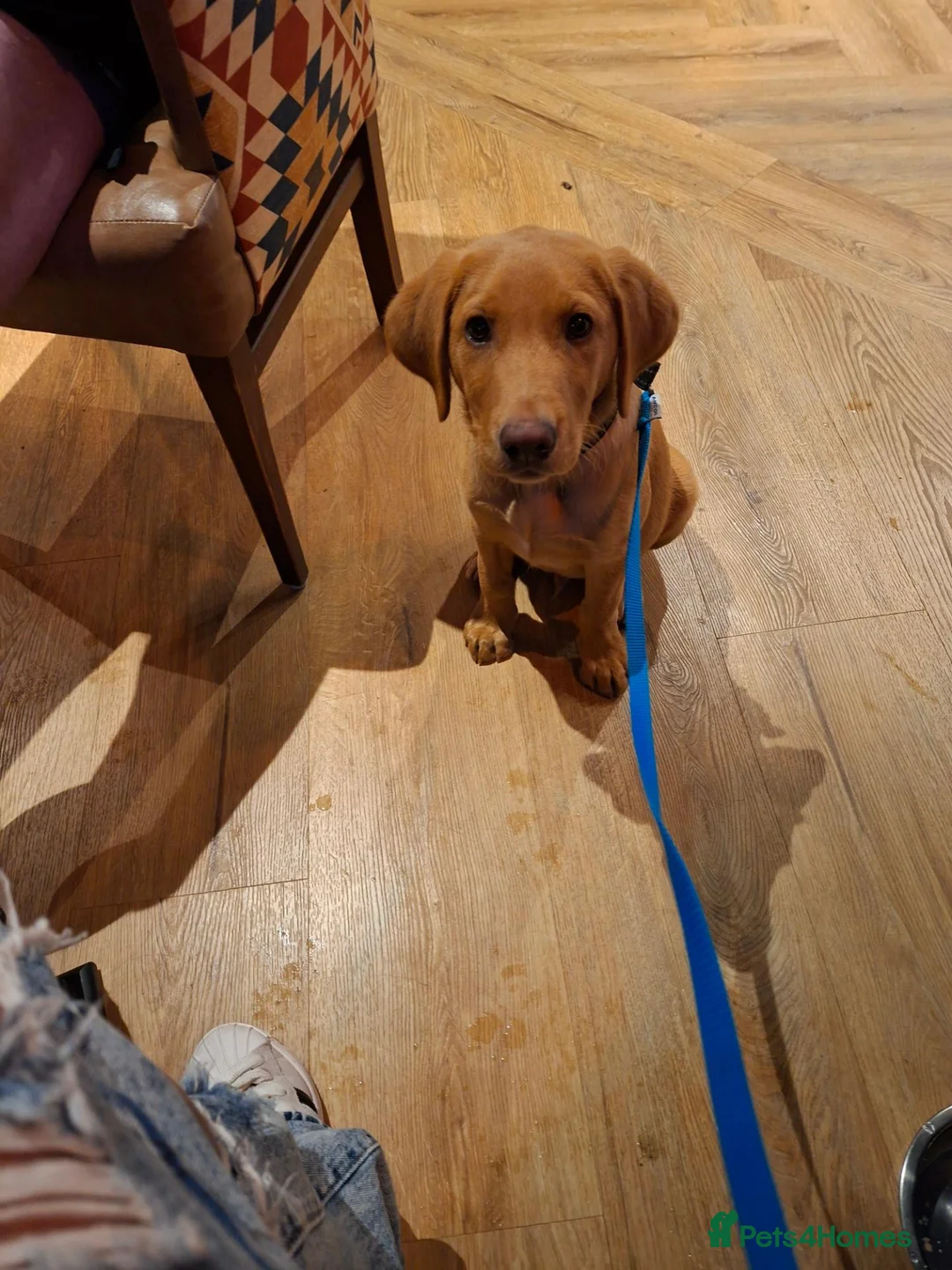 Labrador Retriever dogs for sale: Sad sale - Advert 4