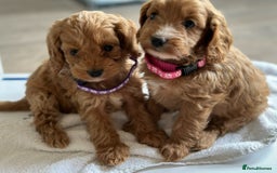 Cockapoo dogs for sale: F1 cockapoo puppies ♥️💙 - Image 3
