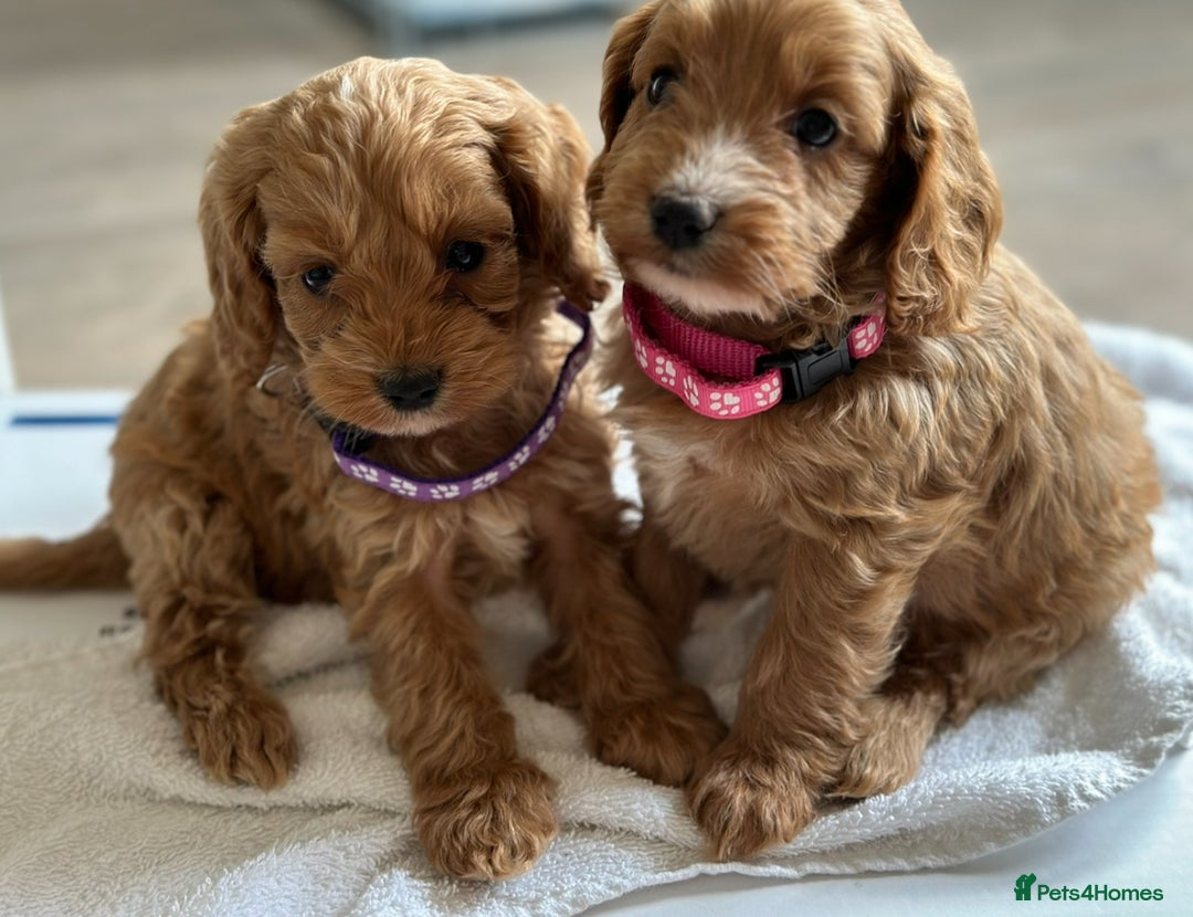 Cockapoo dogs for sale: F1 cockapoo puppies ♥️💙 - Image 3