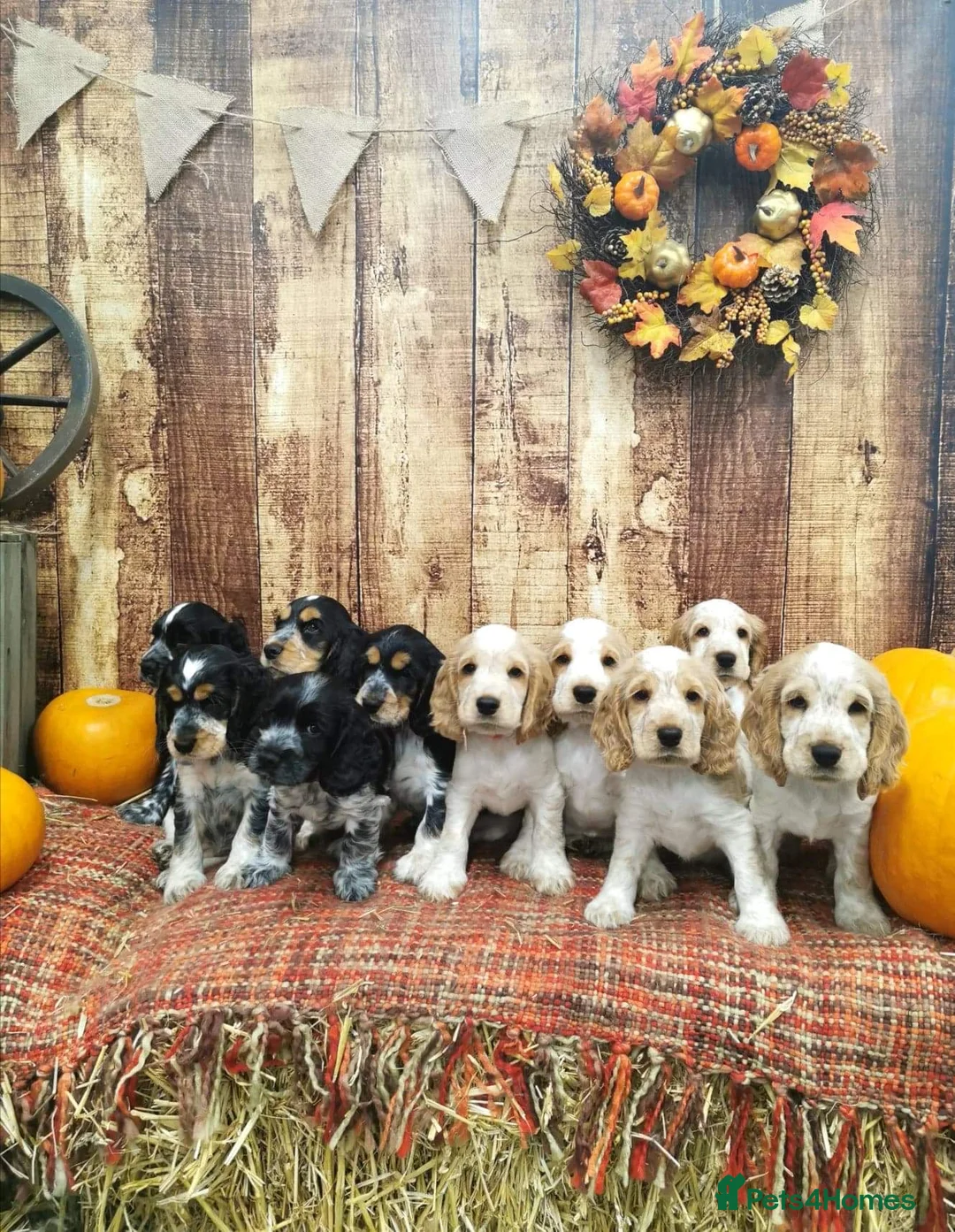 Cocker Spaniel dogs for stud: Full Show cocker spaniel Stud fully health tested  - Advert 4