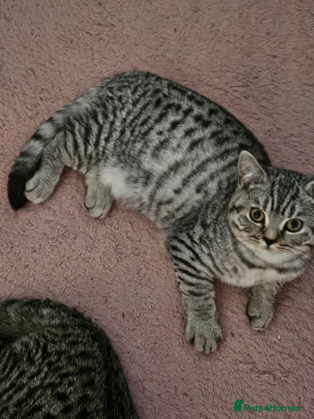 British Shorthair cats for sale: GCCF Silver Spotted Tabby British Shorthair Kitten - Advert 7