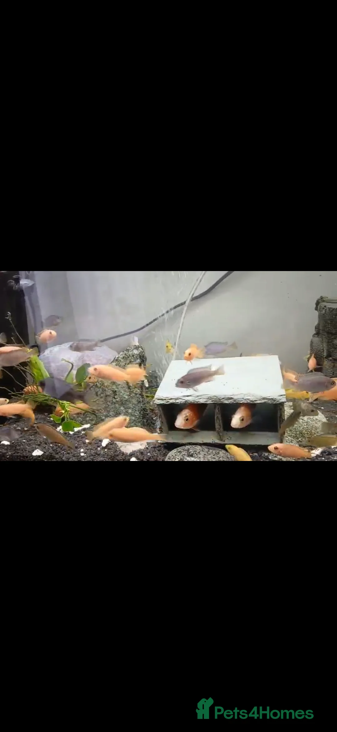Cichlids fish for sale: GUPPIES / cichlids / SHRIMP/ platty  - Advert 10