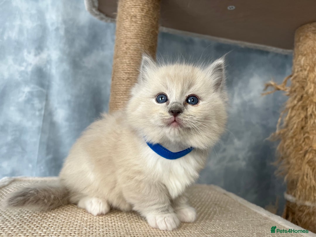 Ragdoll cats for sale: Unique patterned fluffy Ragdoll kittens - Image 17