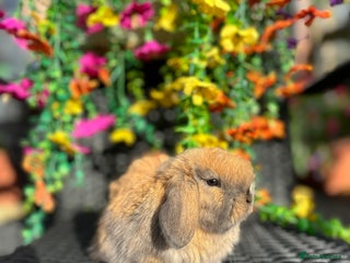 Mini Lop rabbits - Advert 2