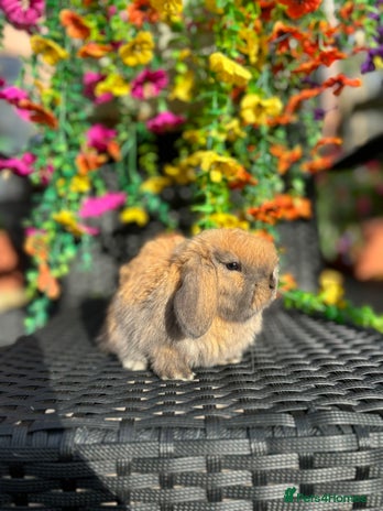 Mini Lop rabbits - Advert 1