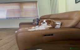 Cavalier King Charles Spaniel dogs for sale: Cavalier King Charles KC registered DNA 2 girls   - Image 4
