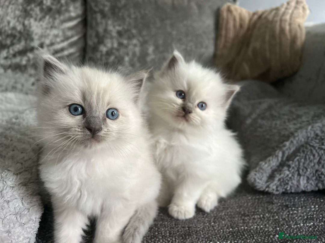 Ragdoll cats for sale: Stunning Ragdoll Kittens - Ready to leave - Image 8