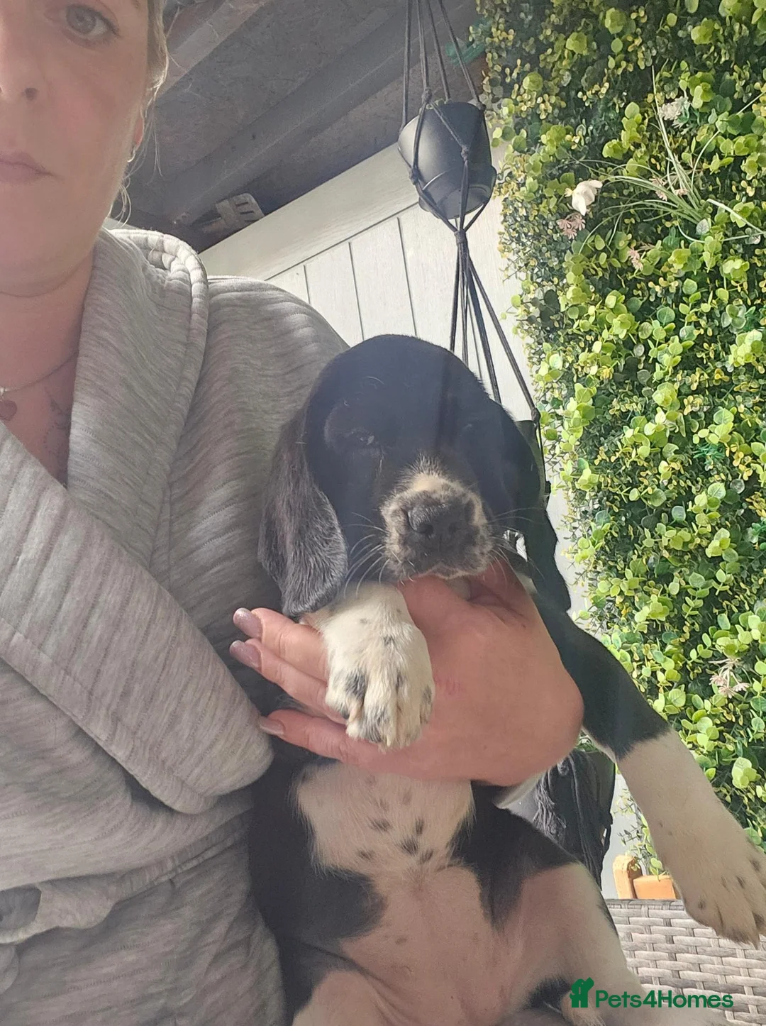 Bocker dogs for sale: Bocker puppies luking new home  in Boston - Advert 2
