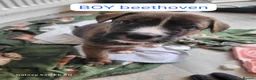 Mixed Breed dogs for sale: Corso x German Shepherd puppies in Glasgow - Advert 5