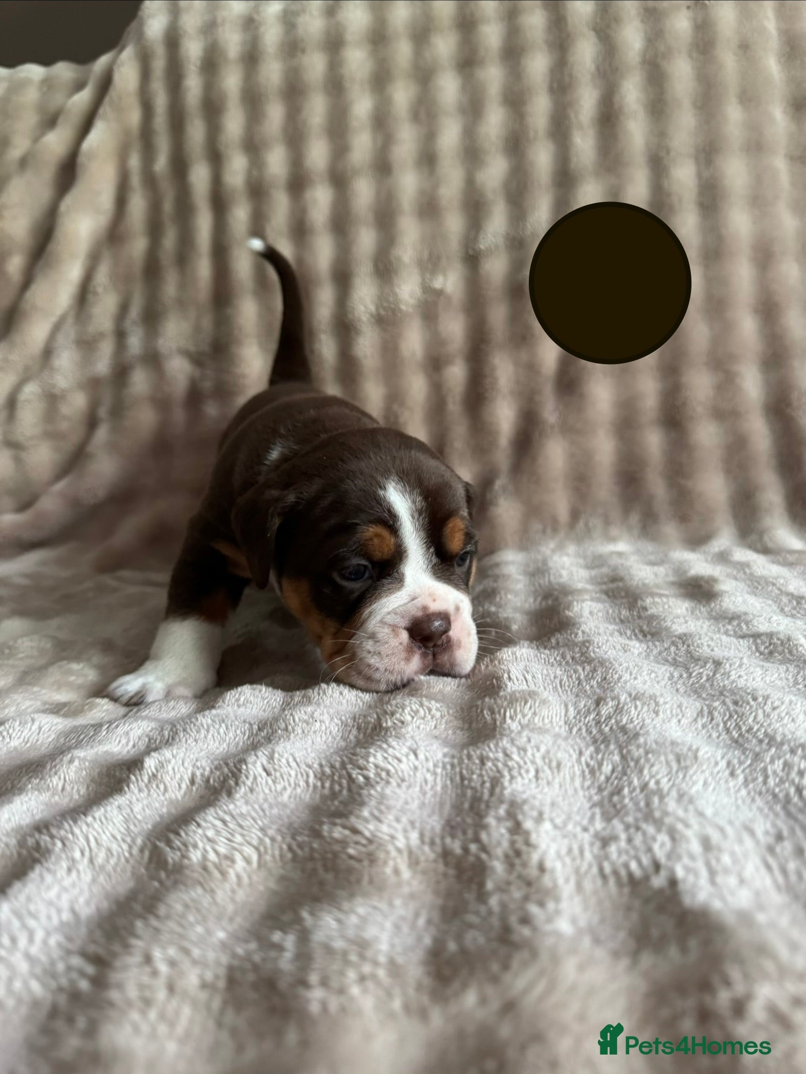 Olde English Bulldogge dogs 🐾PUPPIES HAVE ARRIVED🐾 💙🩷 - Advert 7