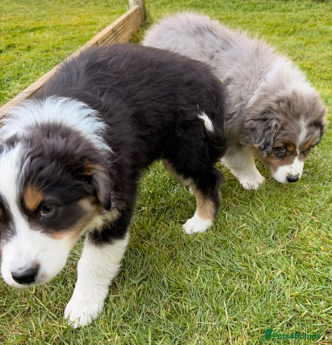 Australian Shepherd dogs for sale: The last beautiful female Australian Shepherd in Poole - Advert 2