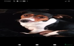 Jack Russell dogs for sale: Jack russle pups  - Image 4