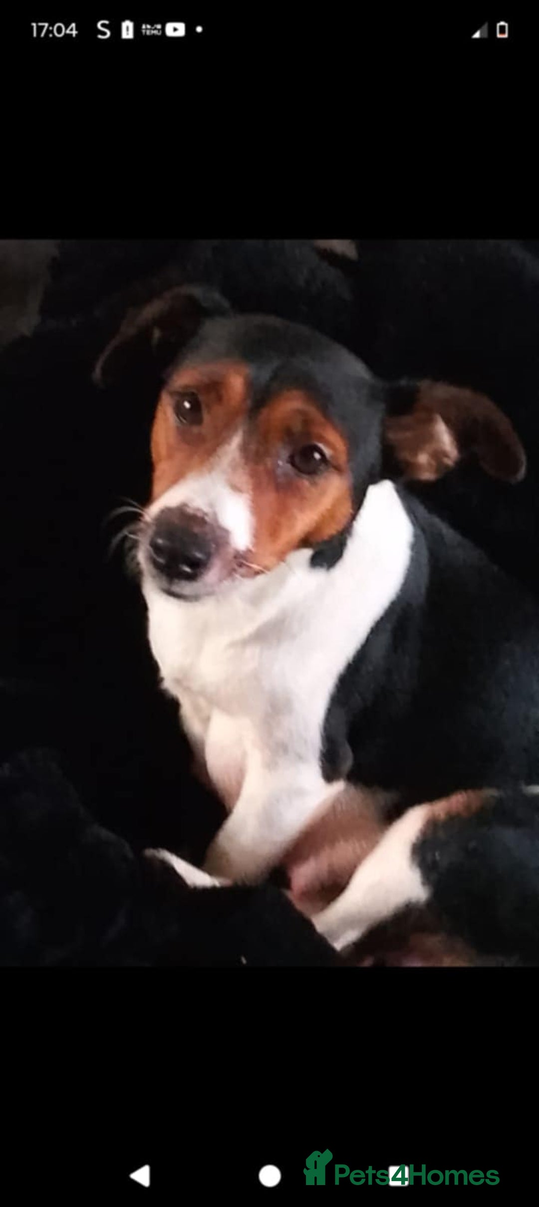 Jack Russell dogs for sale: Jack russle pups  - Image 4