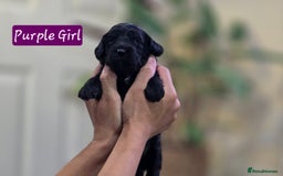 Cockapoo dogs for sale: Cockapoo Puppies Extensive Health Tested - Image 15