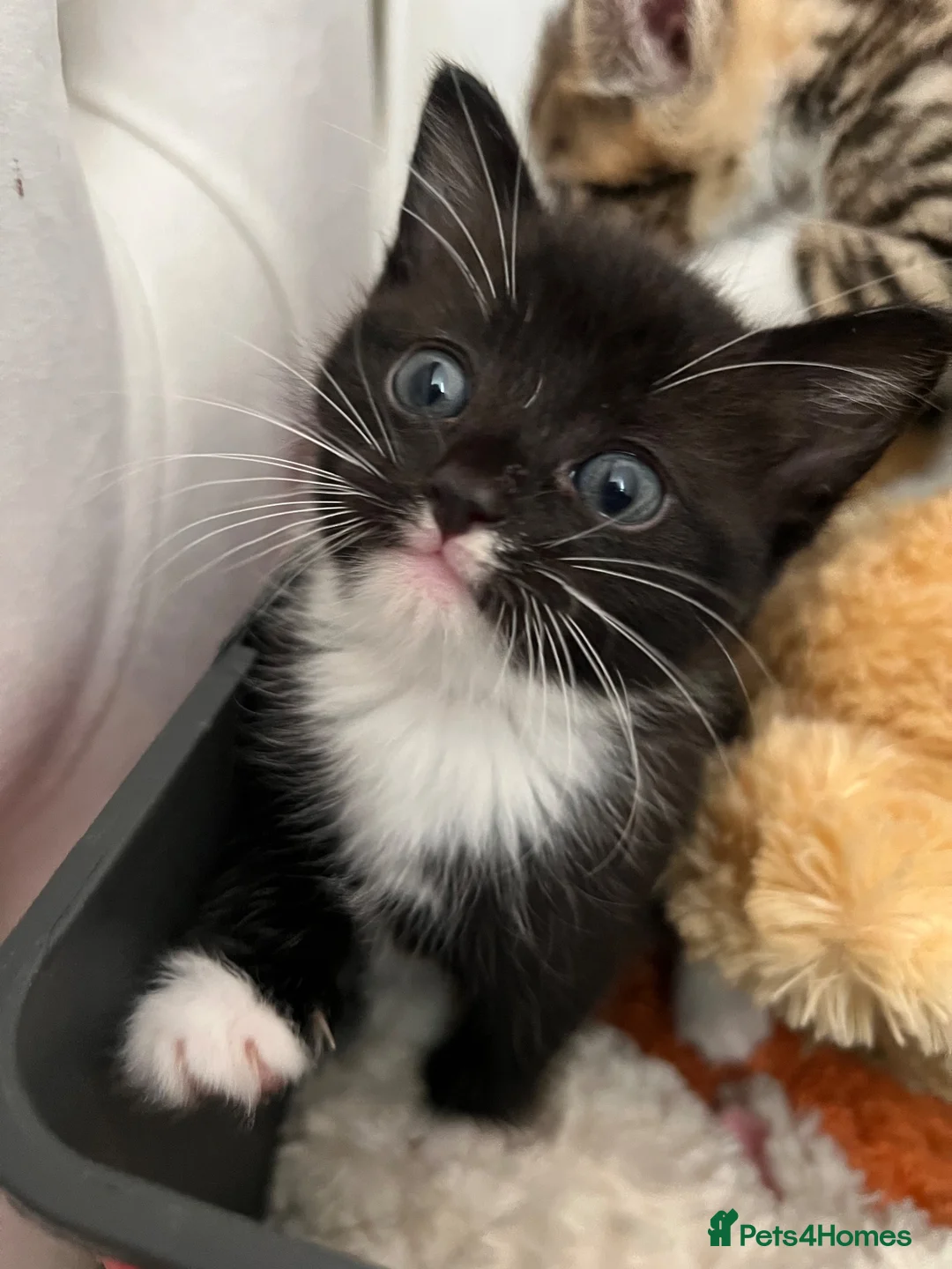 Mixed Breed cats for sale: Beautiful Half Bengal Kittens.  in Hailsham - Advert 1