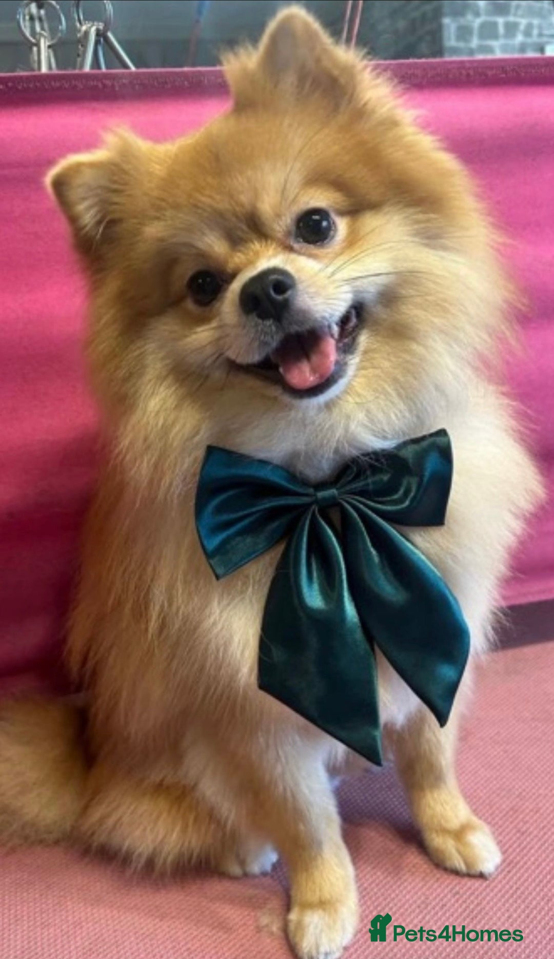 Pomeranian dogs for sale: 2 year old Male Pomeranian  - Advert 1