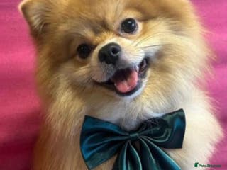 Pomeranian dogs 2 year old Male Pomeranian - Advert 1