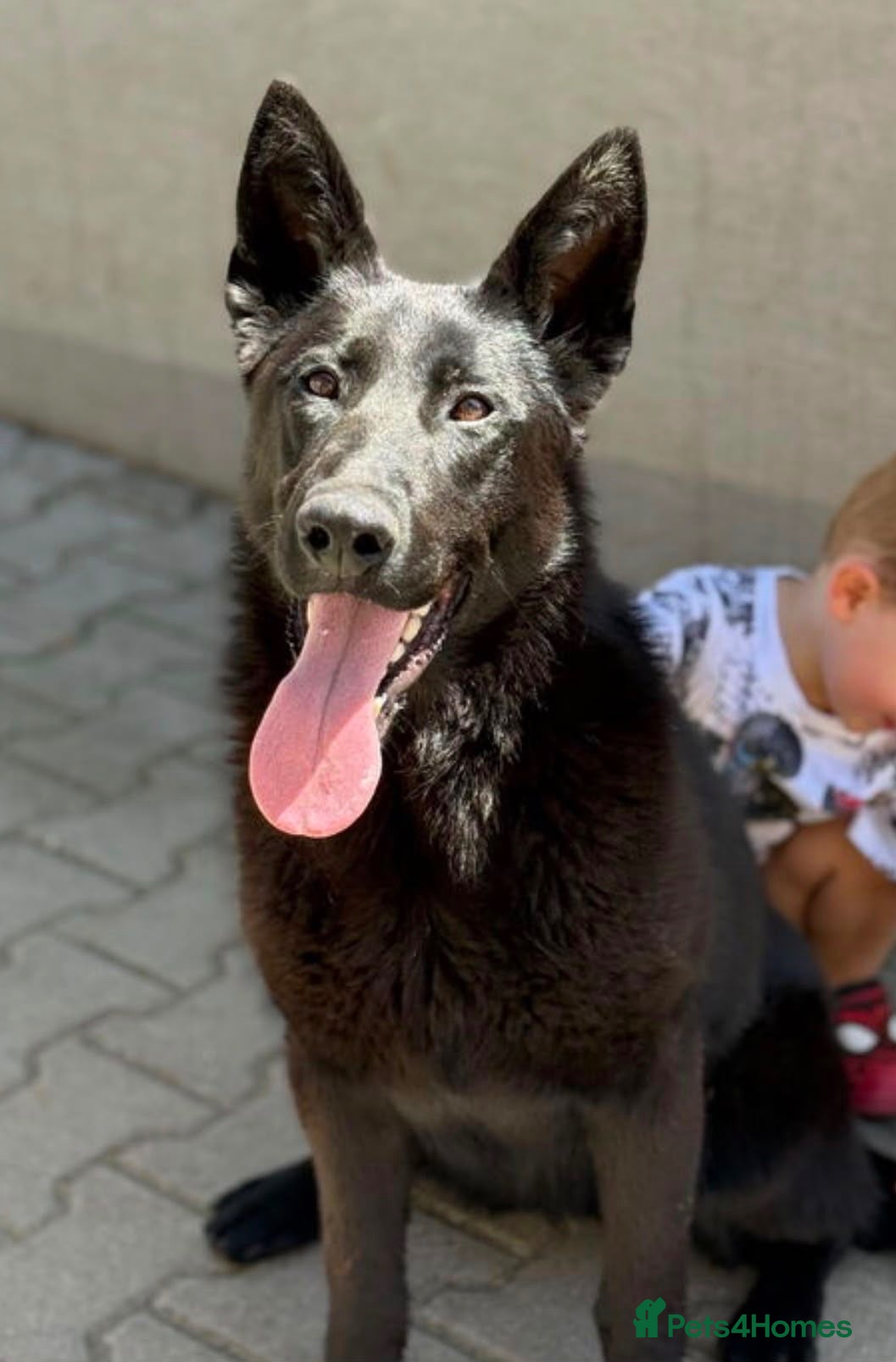 German Shepherd dogs Slovakian import female  - Advert 1