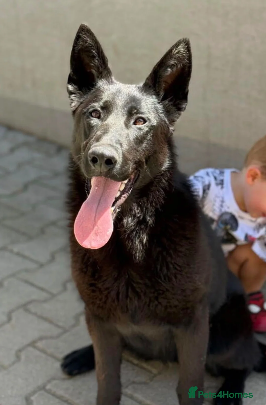 German Shepherd dogs for sale: Slovakian import female  - Advert 1