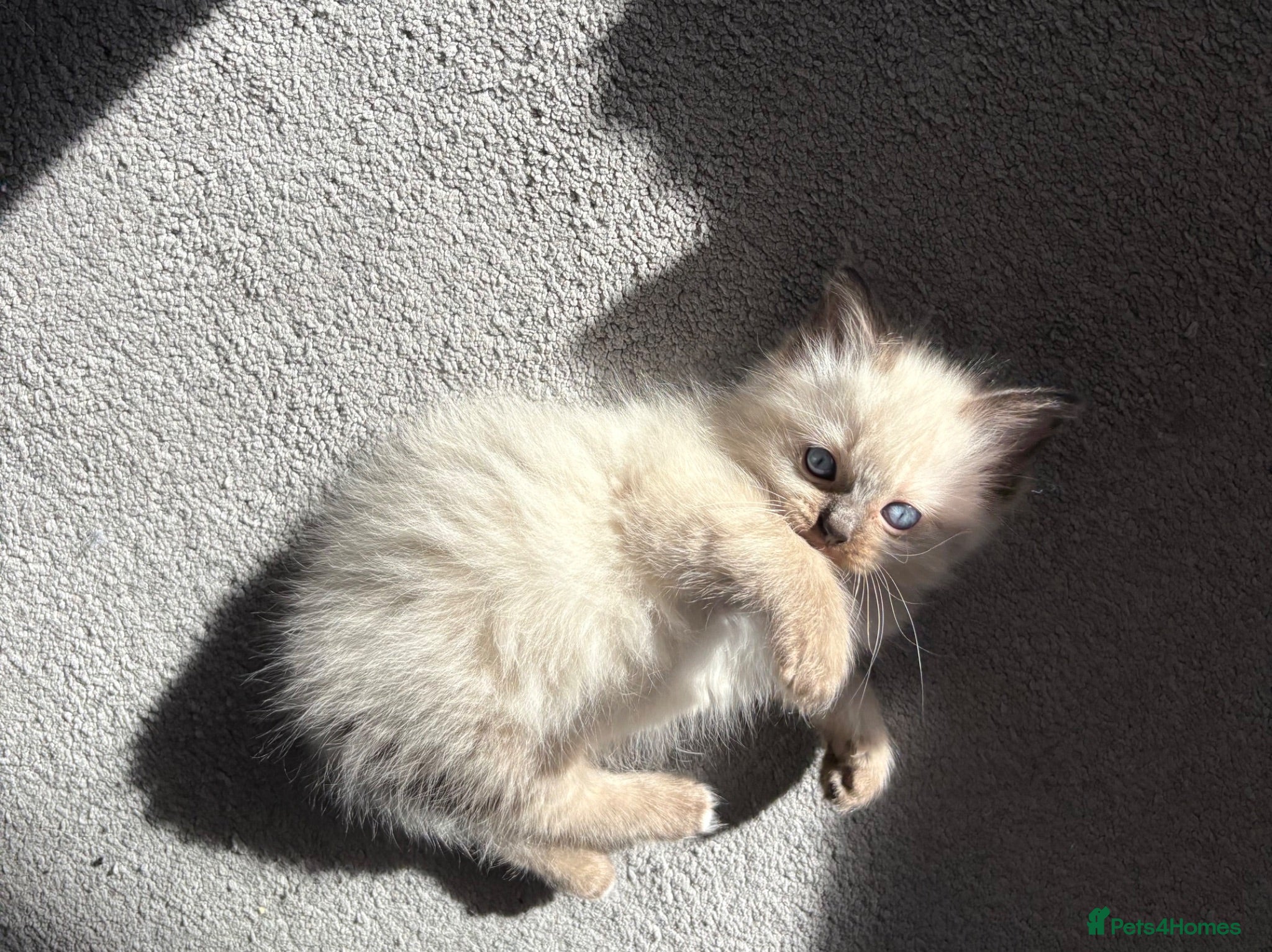 Ragdoll cats Fluffy Ragdoll kittens - Advert 8