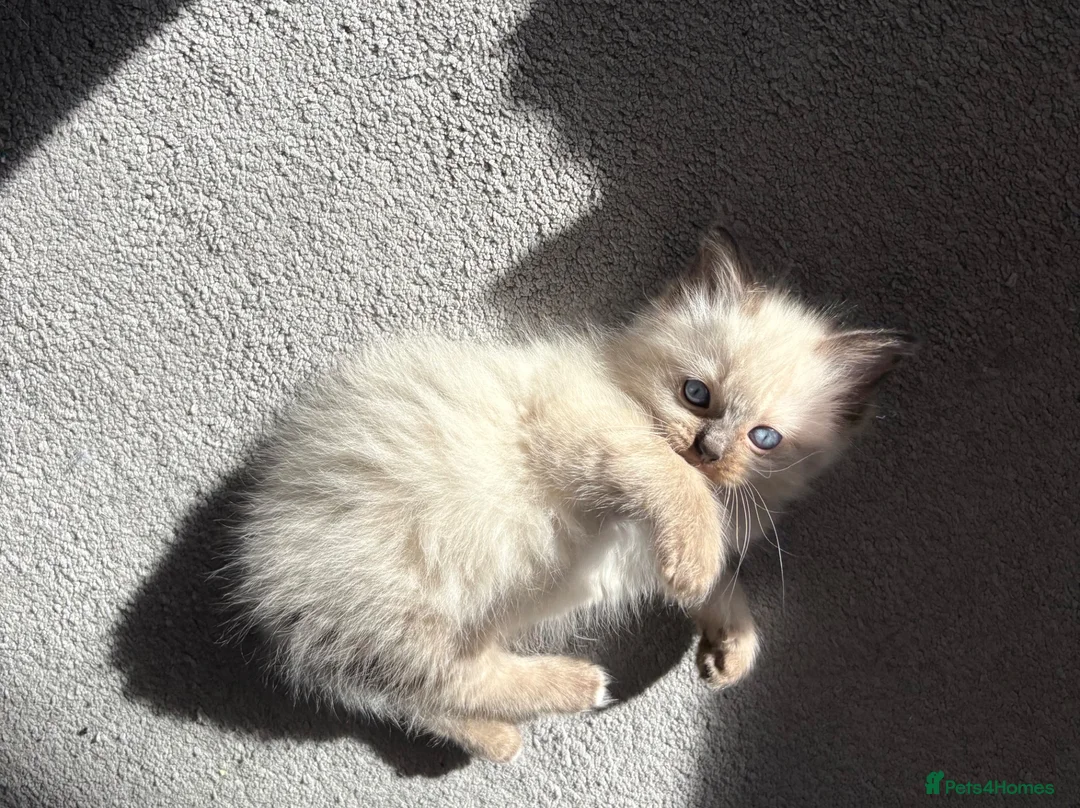 Ragdoll cats for sale: Fluffy Ragdoll kittens - Advert 1