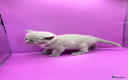British Shorthair cats for sale: 🏆Grand Imperial Champion Sired GCCF Registered🏆  - Image 13
