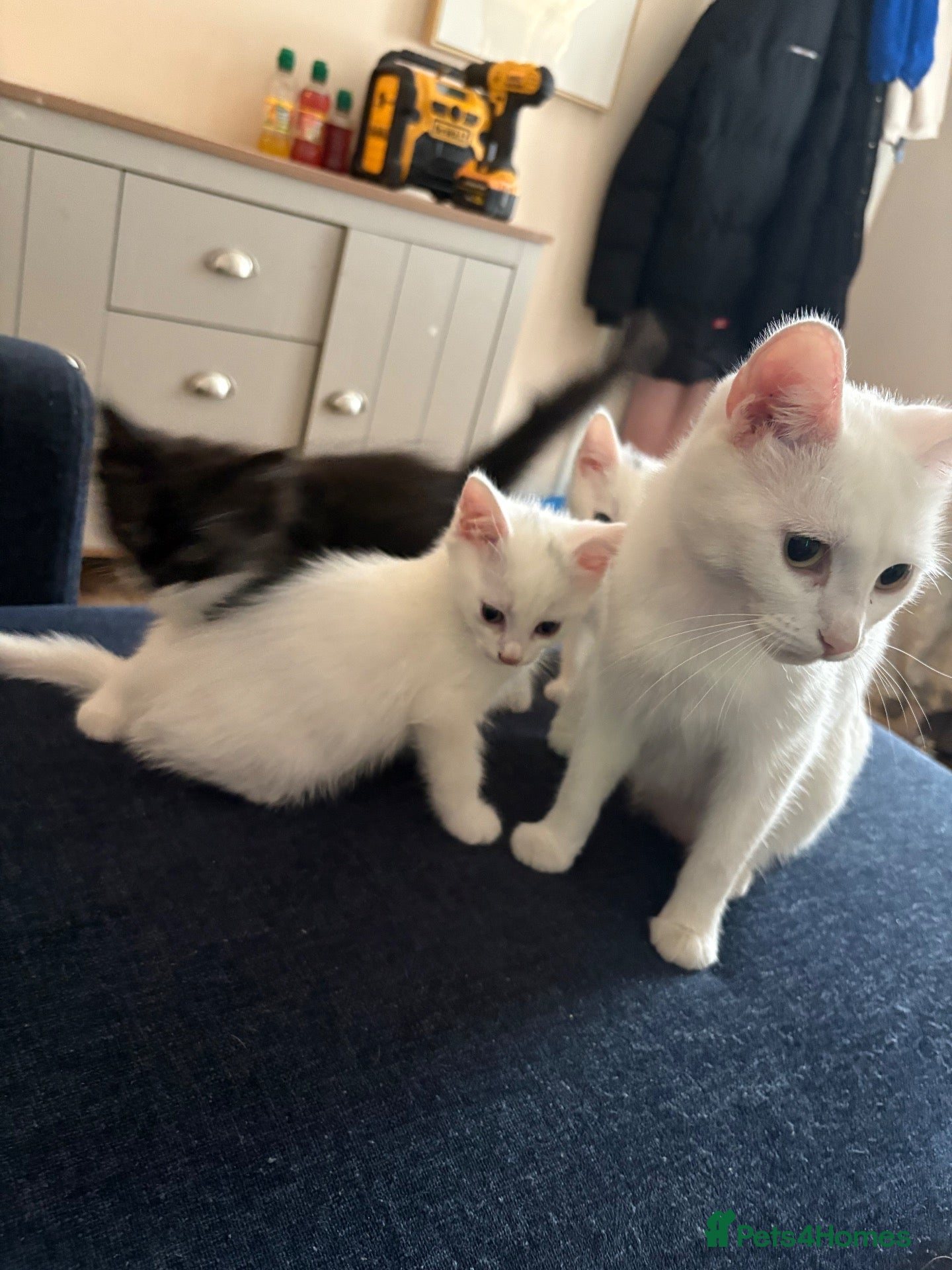 Mixed Breed cats 3 kittens for sale - Advert 1