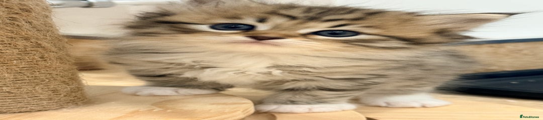 Siberian Kitten 2