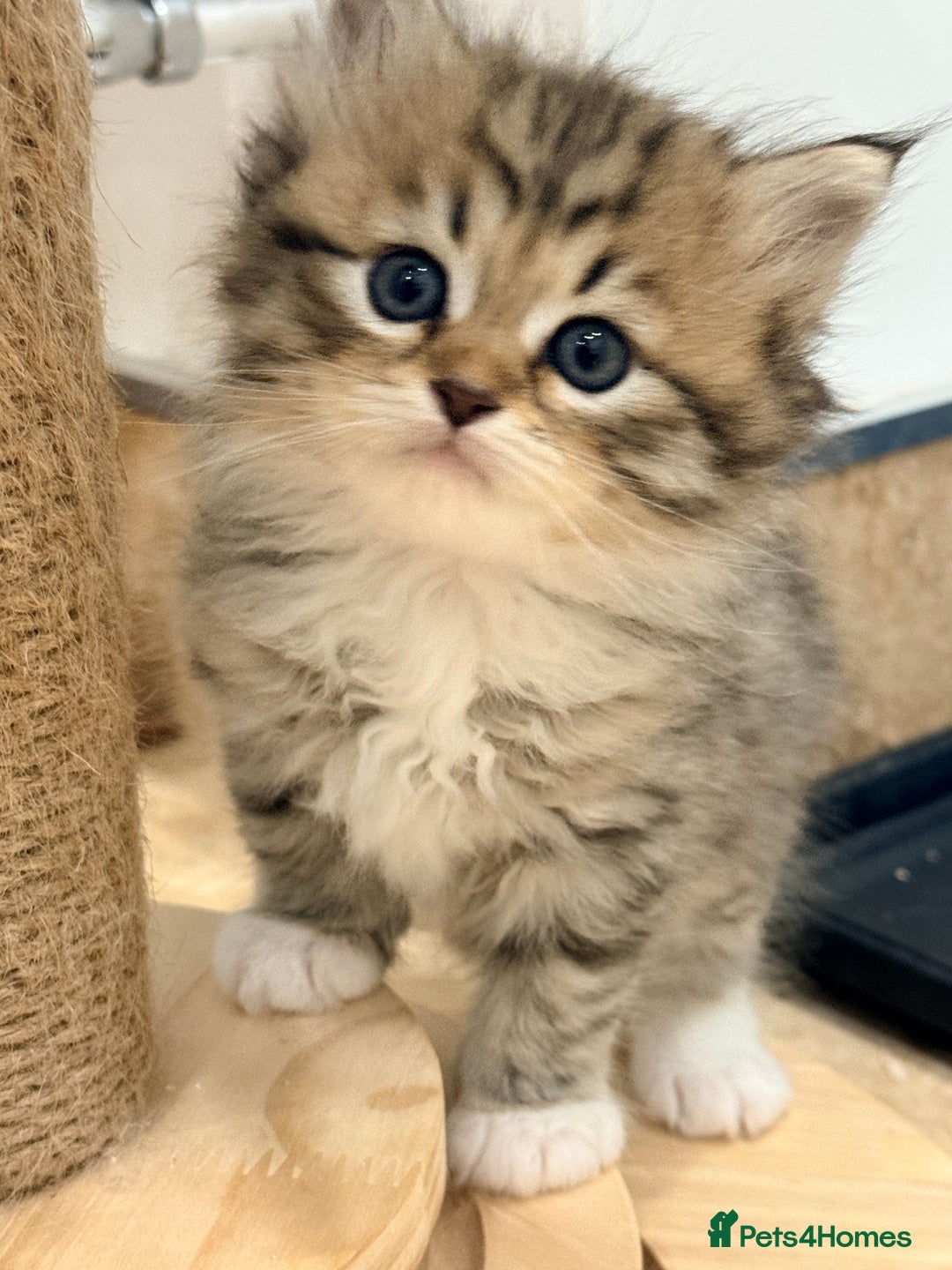 Siberian cats for sale: Pure Siberian kitten  - Image 8