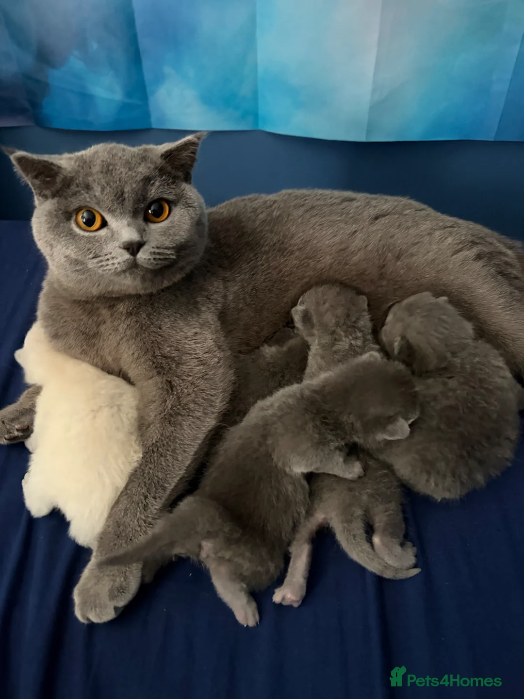 British Shorthair cats for sale: British shorthair  - Advert 1