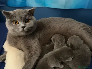 British Shorthair cats British shorthair - Advert 17
