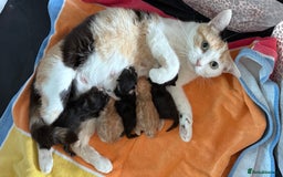 Mixed Breed cats for sale: 4 Beautiful Kittens - Maine Coon Mix - Image 10
