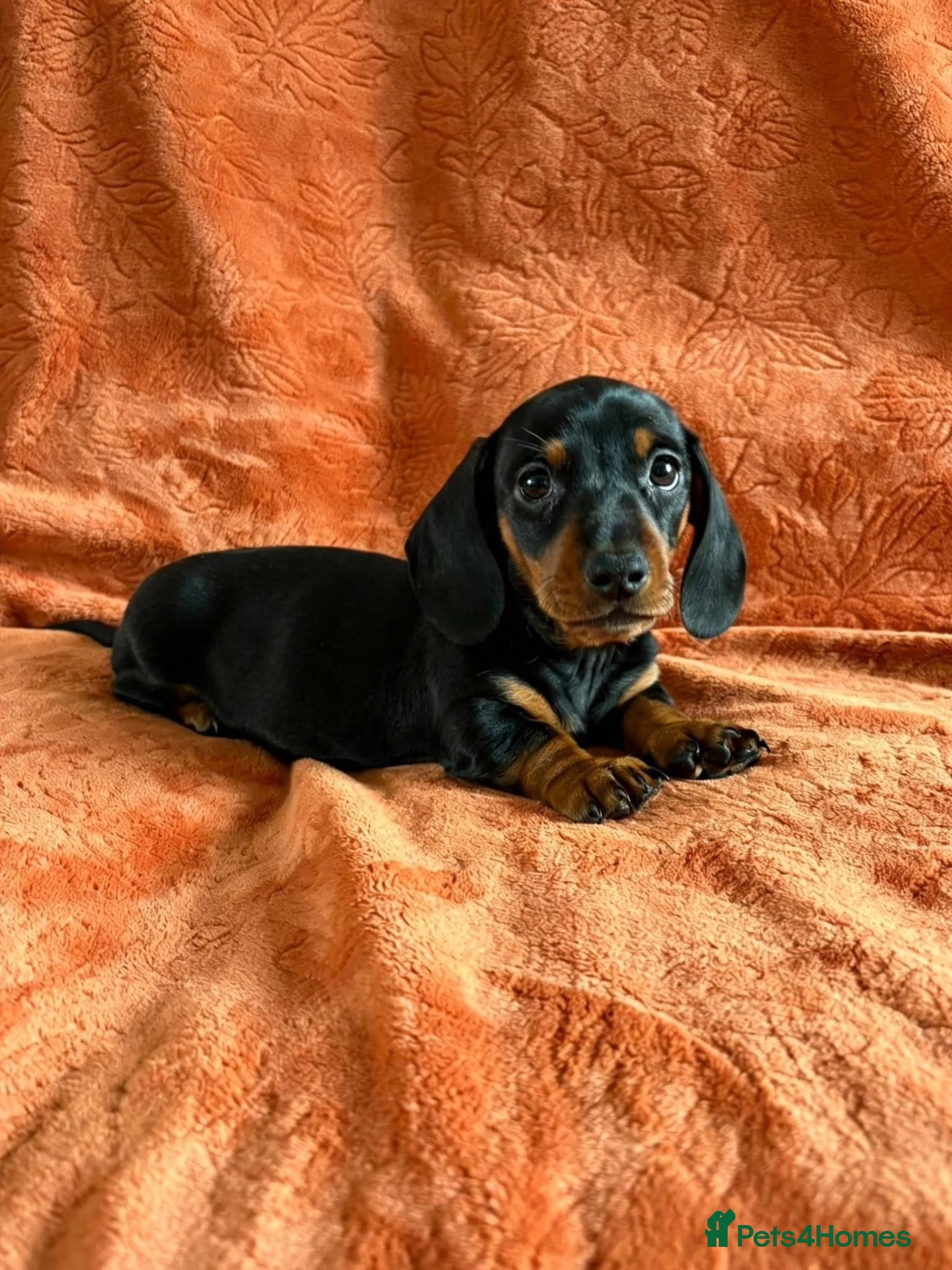 Miniature Dachshund dogs READY NOW  Mini dachshunds - Advert 8